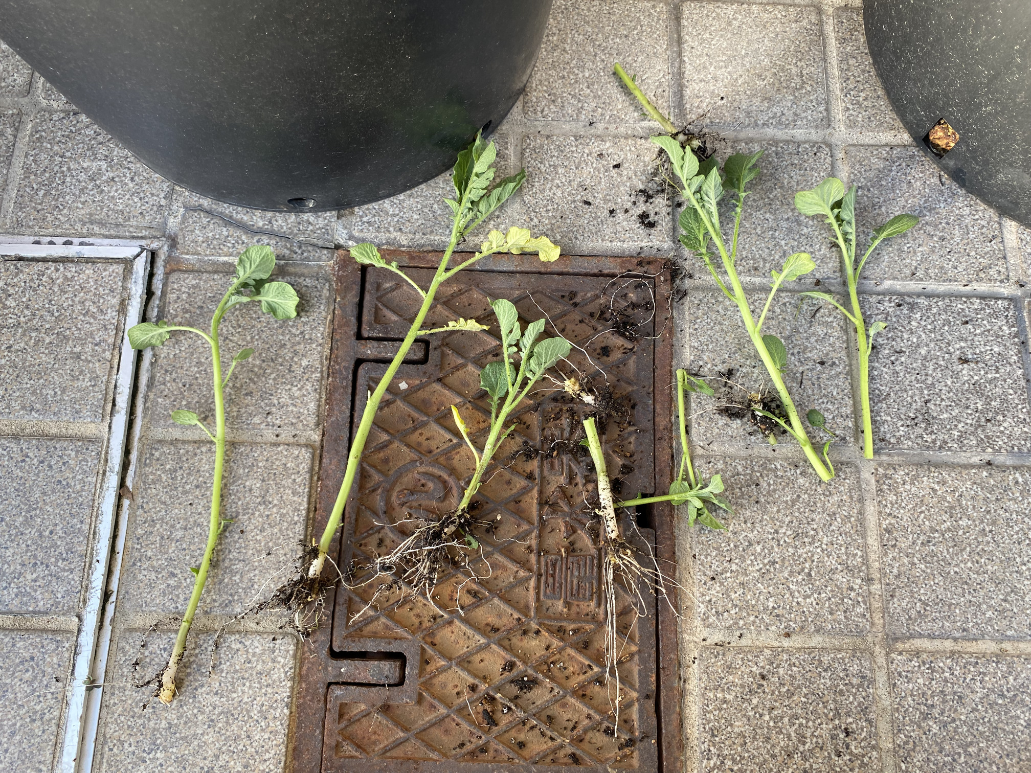 抜いた芽