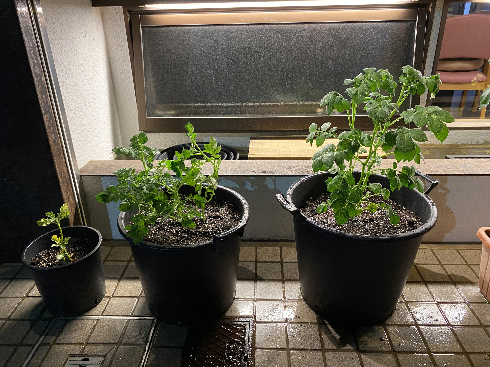 さらに５日後