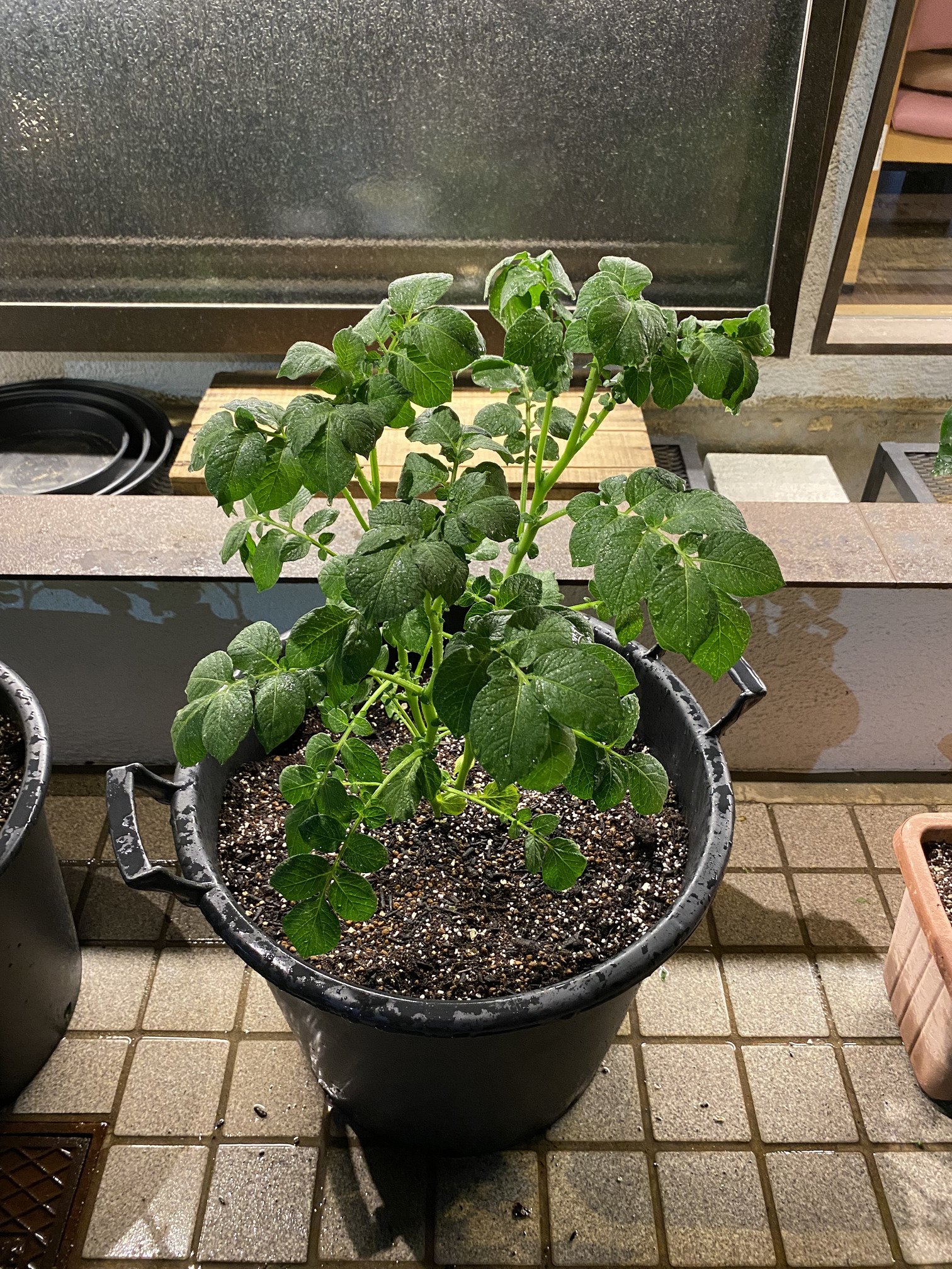 さらに５日後２