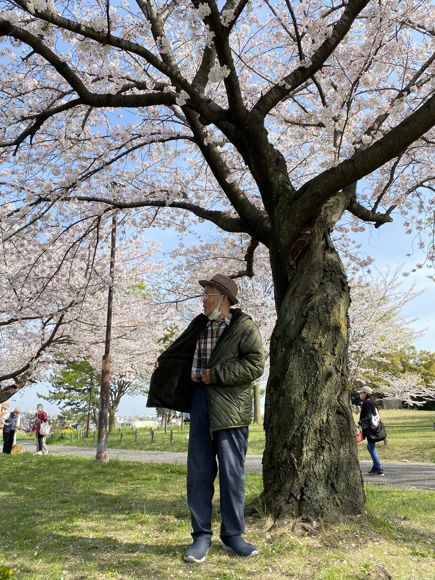 青空に映える桜