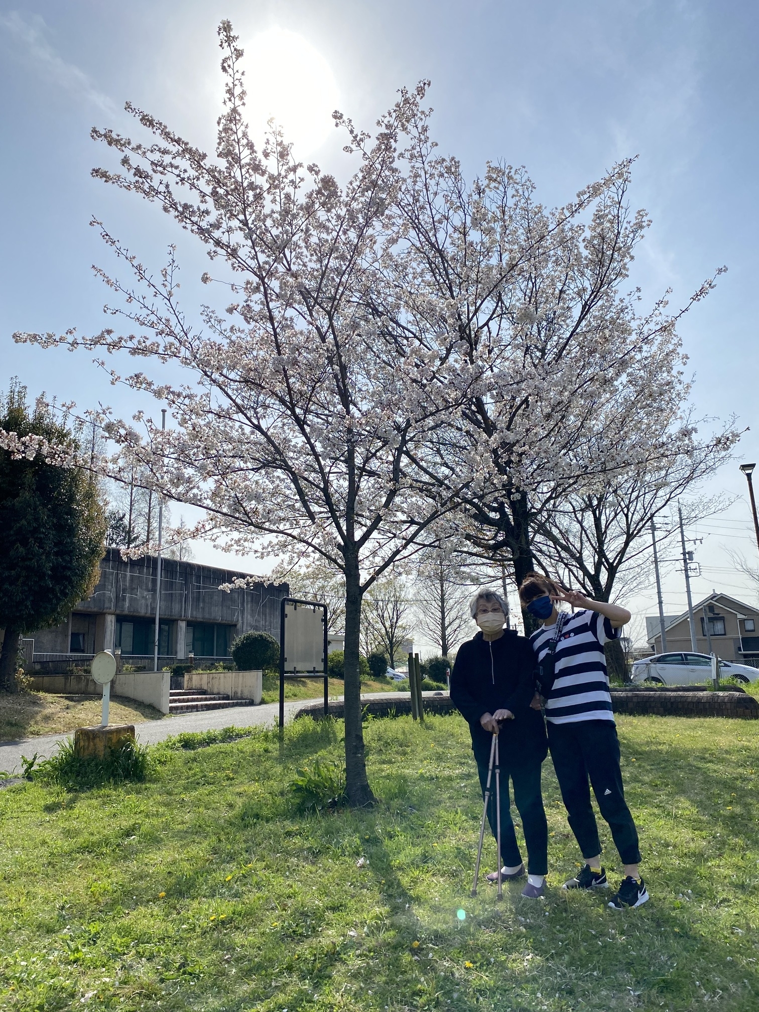 年に１度しか見れない桜