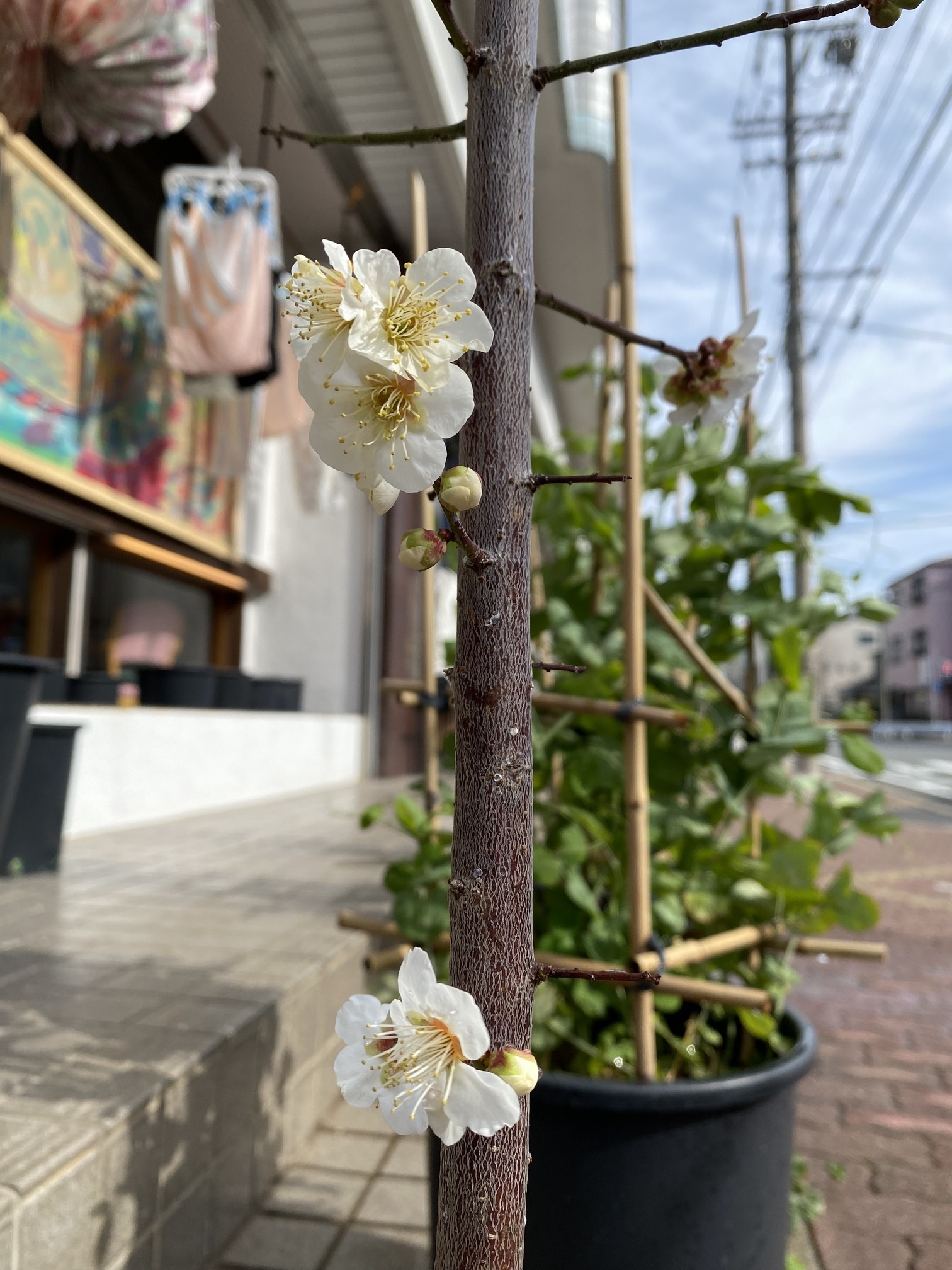 梅の花